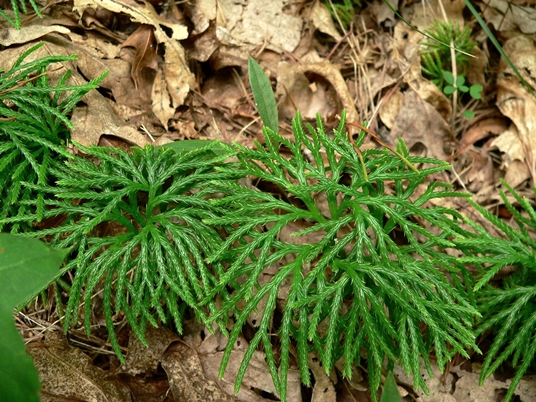 {Diphasiastrum digitatum}